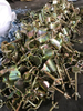 Cold Stamping Scaffolding Hook Coupler Transportation